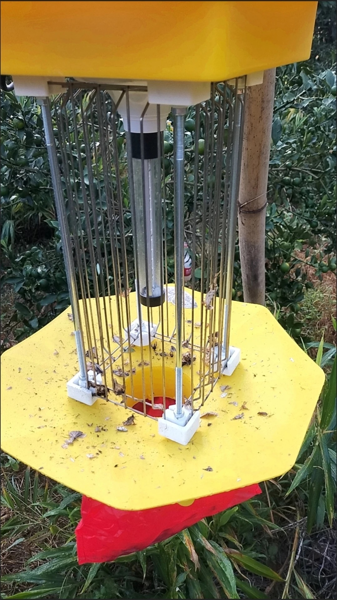 Insect trap in orchard
